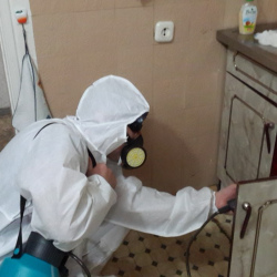 Дезинфекция от муравьев в квартире в Светогорске